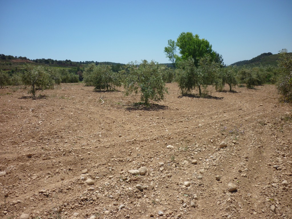 OLIVERES