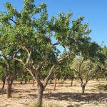 IMG-20250616-WA0001